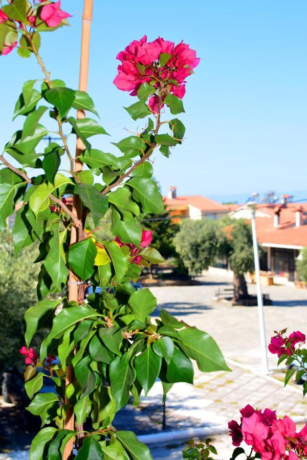 Blue North Luxury * Limenas (Thasos)